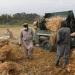 Afghanistan’s Wheat Procurement Program: Strengthening Food Security and Supporting Farmers