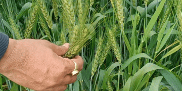 Essential Tips for Wheat Irrigation: Avoid Overwatering for Healthy Growth