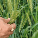 Essential Tips for Wheat Irrigation: Avoid Overwatering for Healthy Growth
