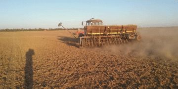 Late Wheat Sowing? No Worries! Maximize Profit with These Varieties and Techniques