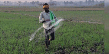 First Winter Rain Brings Relief to Rabi Crops: Boost for Wheat and Mustard Harvests in Punjab and Haryana