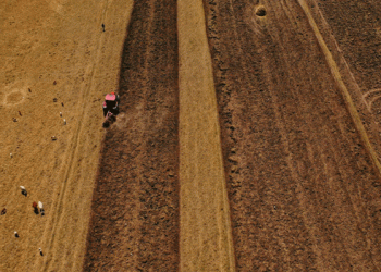 Ethiopia’s Remarkable Wheat Production Surge: A Leap from 54 Million to 230 Million Quintals in Four Years