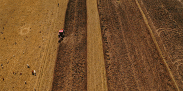 Ethiopia’s Remarkable Wheat Production Surge: A Leap from 54 Million to 230 Million Quintals in Four Years