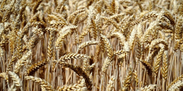 Declining Wheat Exports: What the 2024 December Forecast Means for Russian Agriculture