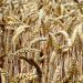 Declining Wheat Exports: What the 2024 December Forecast Means for Russian Agriculture