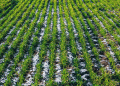 From Drought to Dormancy: How Moisture Recharge Revived U.S. Winter Wheat Prospects