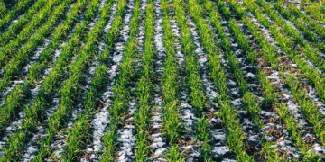 From Drought to Dormancy: How Moisture Recharge Revived U.S. Winter Wheat Prospects