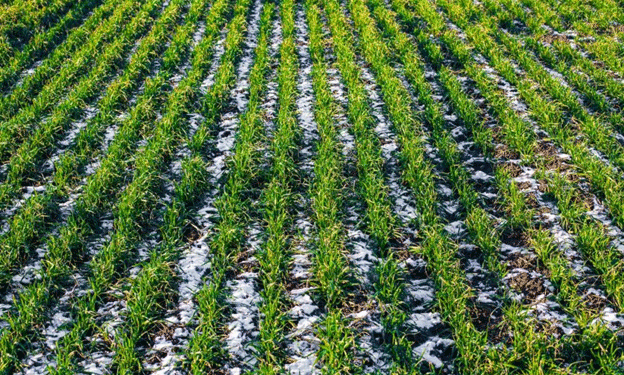 From Drought to Dormancy: How Moisture Recharge Revived U.S. Winter Wheat Prospects