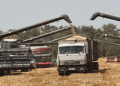 Resilience Amid Adversity: North Ossetia’s Remarkable Grain Harvest in 2024