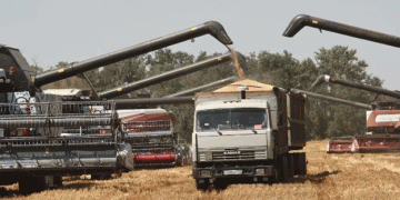 Resilience Amid Adversity: North Ossetia’s Remarkable Grain Harvest in 2024