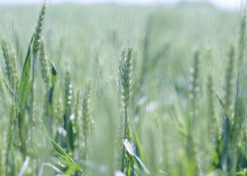 Argentina’s GMO Corn Gains Ground: A New Era in Trade with China