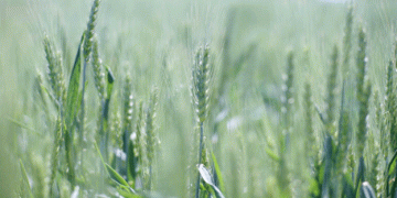 Argentina’s GMO Corn Gains Ground: A New Era in Trade with China