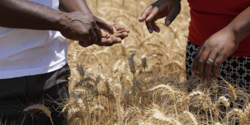 Aiming High: Government Targets 3.3 Million Metric Tonnes of Cereal Production Amid Drought Challenges