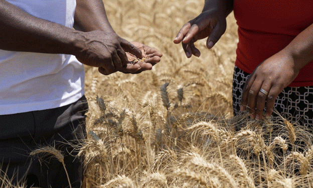 Aiming High: Government Targets 3.3 Million Metric Tonnes of Cereal Production Amid Drought Challenges