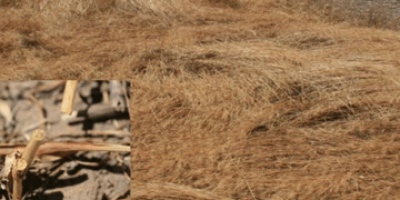 Parasitoid Wasps to the Rescue: Fighting Wheat Stem Sawfly Infestations in Nebraska