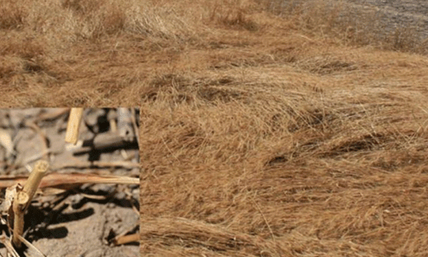 Parasitoid Wasps to the Rescue: Fighting Wheat Stem Sawfly Infestations in Nebraska