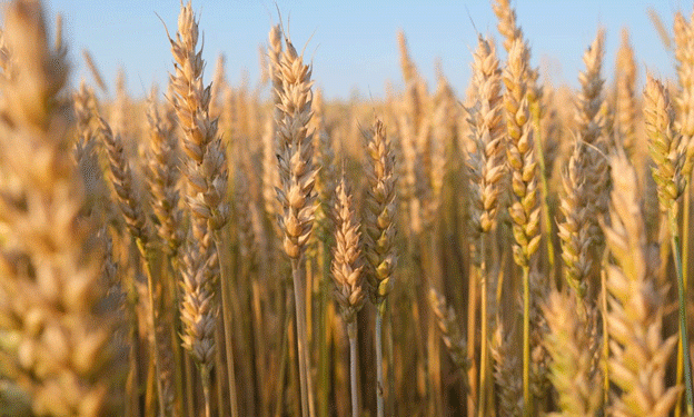 Argentina’s 2024/25 Wheat Harvest: Record Yields, Economic Impact, and Market Outlook