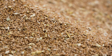 UK Wheat Imports Surge to 30-Year High Amidst Domestic Harvest Challenges