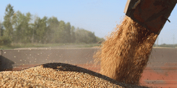 Russia’s Wheat Export Surge: What Farmers and Traders Need to Know About the 2024 Quota System