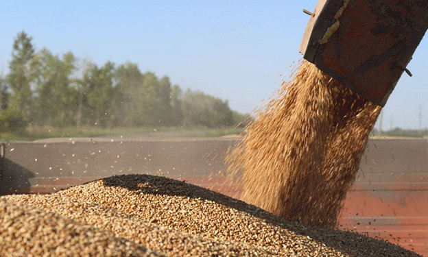Russia’s Wheat Export Surge: What Farmers and Traders Need to Know About the 2024 Quota System