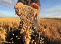 Russia’s Wheat Export Duty Increase: What Farmers and Agronomists Need to Know