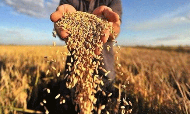 Russia’s Wheat Export Duty Increase: What Farmers and Agronomists Need to Know
