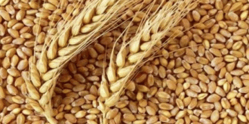 Orlov Region’s Record Grain Quality: How 2024 Harvest Sets a New Standard