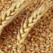 Orlov Region’s Record Grain Quality: How 2024 Harvest Sets a New Standard