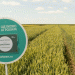 Maximizing Wheat and Soybean Yields: The Power of New Varieties “Ermolovka,” “Sistema,” and “Teiri