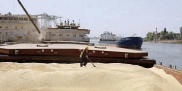 Indonesia Considers Wheat Imports for Animal Feed Amid Domestic Corn Shortages