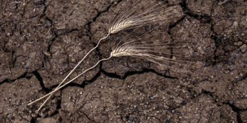 Russia’s Wheat Crisis: How Climate Change Is Reshaping Global Agriculture