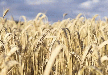 French Wheat Exports at Historic Lows: What It Means for Global Markets