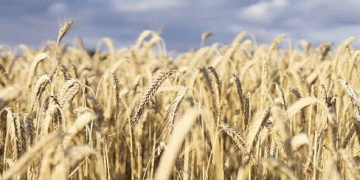 French Wheat Exports at Historic Lows: What It Means for Global Markets