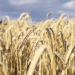 French Wheat Exports at Historic Lows: What It Means for Global Markets