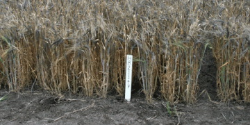 A Purple Revolution: Brandon Scientists Introduce New Barley Variety