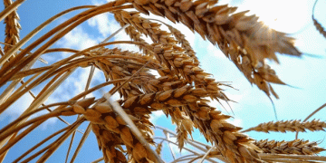Unseasonably Warm Weather Threatens Russia’s Wheat Harvest in 2025