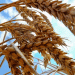 Unseasonably Warm Weather Threatens Russia’s Wheat Harvest in 2025