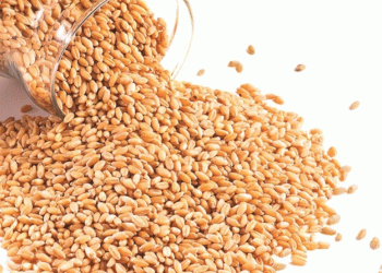 Russian Wheat Export Prices Drop Amid Global Competition