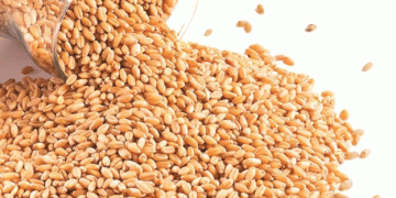 Russian Wheat Export Prices Drop Amid Global Competition