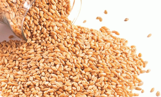 Russian Wheat Export Prices Drop Amid Global Competition