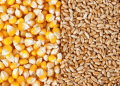 Strengthening Global Wheat Yields: China’s Partnership with CIMMYT to Empower South Asia and Africa