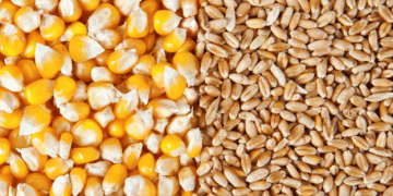 Strengthening Global Wheat Yields: China’s Partnership with CIMMYT to Empower South Asia and Africa