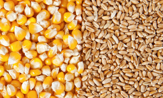 Strengthening Global Wheat Yields: China’s Partnership with CIMMYT to Empower South Asia and Africa