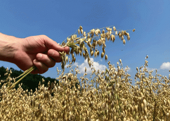 A Historic Shift in Finland’s Grain Harvest: Oats Surpass Barley for the First Time in 50 Years