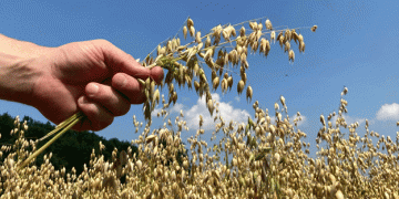 A Historic Shift in Finland’s Grain Harvest: Oats Surpass Barley for the First Time in 50 Years