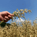 A Historic Shift in Finland’s Grain Harvest: Oats Surpass Barley for the First Time in 50 Years