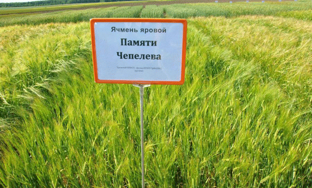 Ural’s ‘Memory of Chepelev’ Barley Leads Russia’s Crop Seeding in 2024