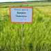 Ural’s ‘Memory of Chepelev’ Barley Leads Russia’s Crop Seeding in 2024