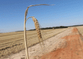 Understanding and Managing Ramularia Leaf Spot in Barley: Prevention and Control Strategies