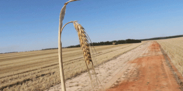 Understanding and Managing Ramularia Leaf Spot in Barley: Prevention and Control Strategies